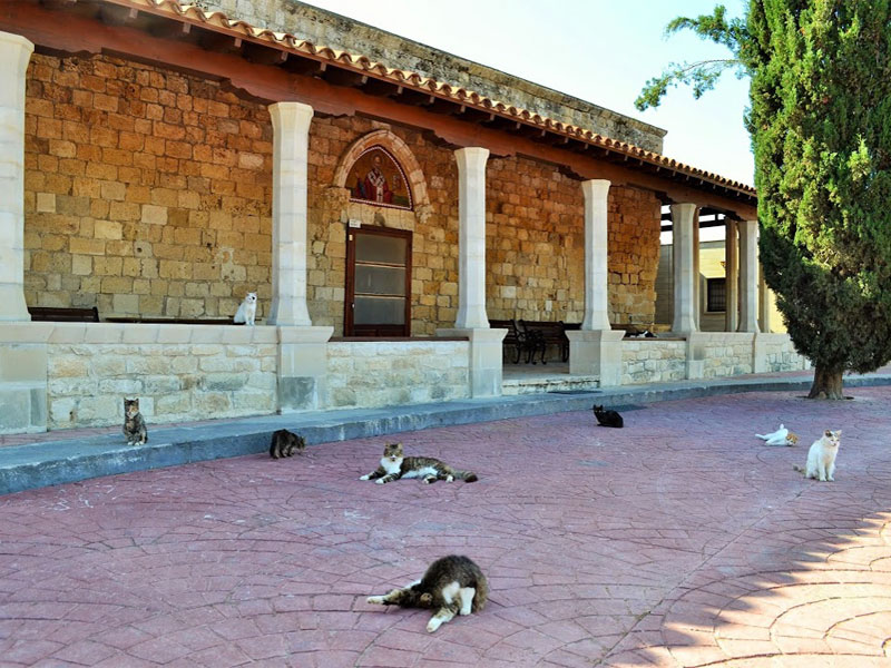 Кошки - полноправные обитатели монастыря Святого Николая